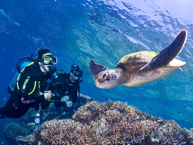 Diving in the Great Barrier Reef