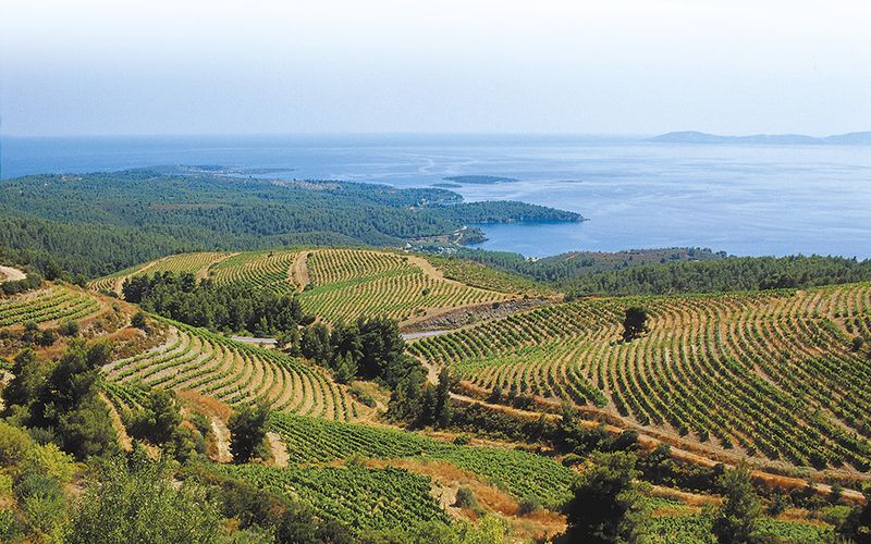 Serene Vineyard of Dionysia