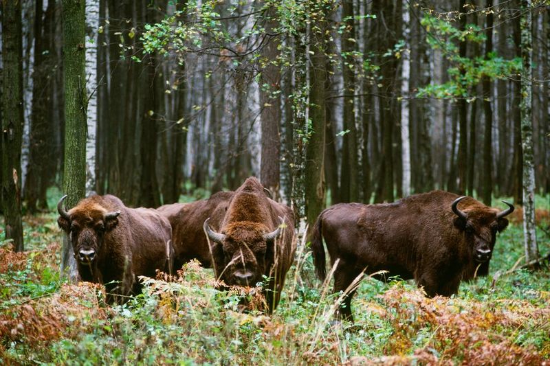 Białowieża Forest