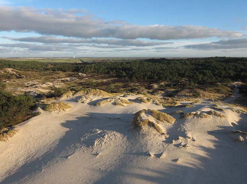 Schoorlse Duinen