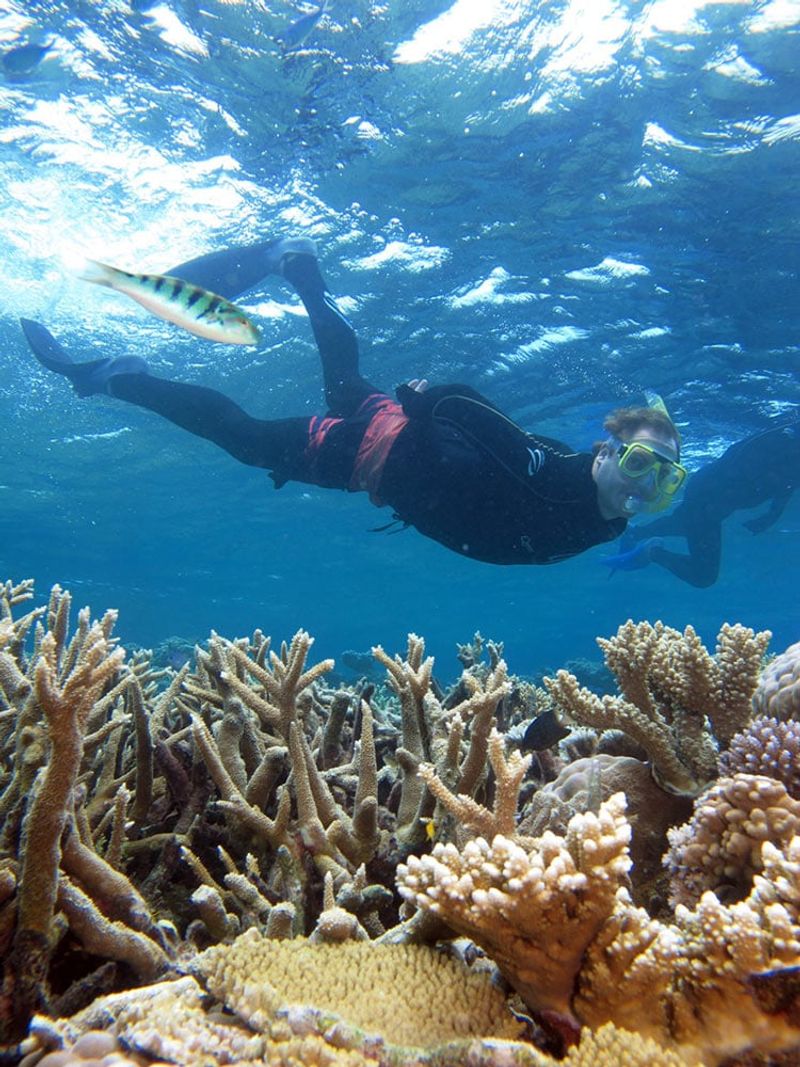 Snorkeling in the Great Barrier Reef