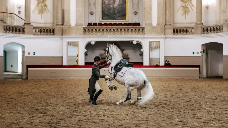 The Spanish Riding School