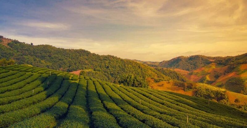 Doi Mae Salong