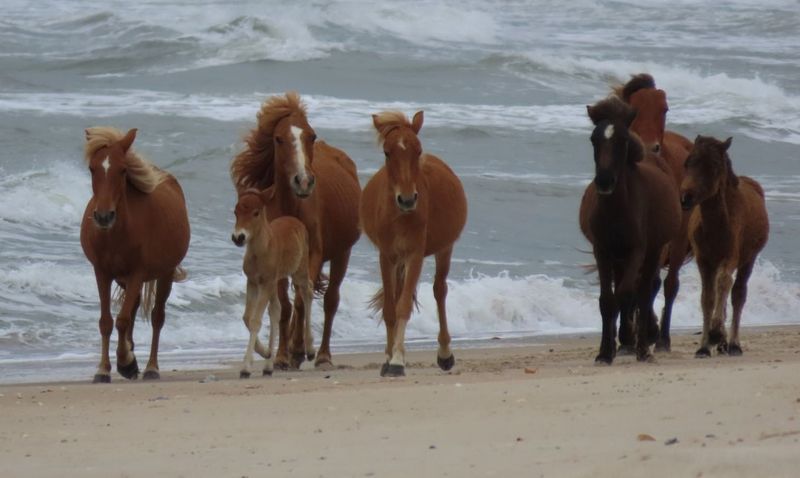 Outer Banks, North Carolina