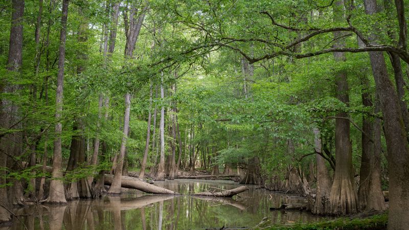 Congaree National Park