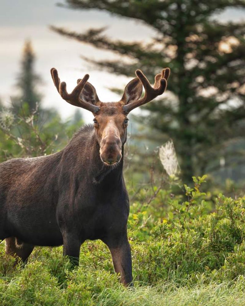 Maine's Majestic Moose