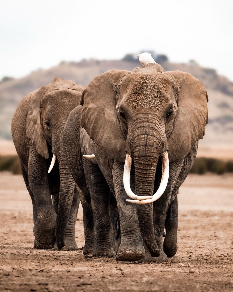 Kenya: The Elephant Matriarchs