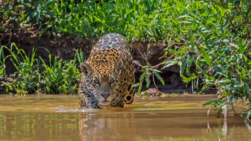 Brazil's Pantanal Safari