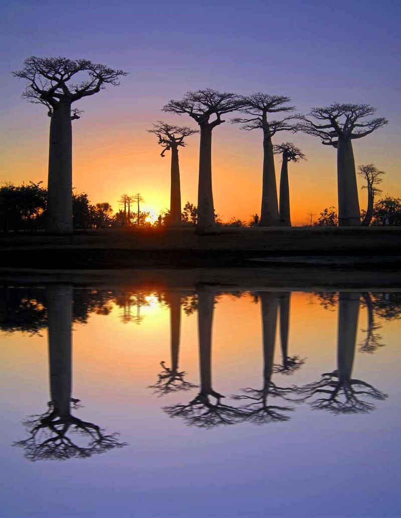 Madagascar's Avenue of the Baobabs