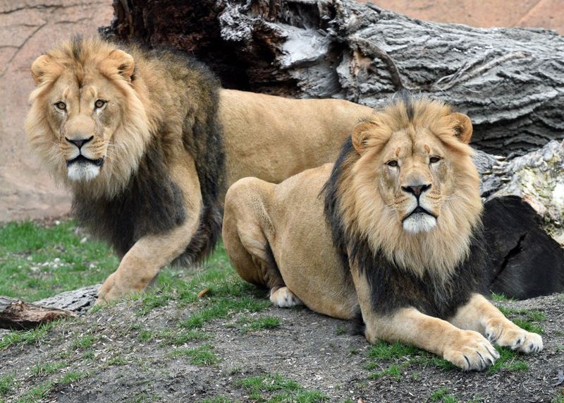 Illinois - Brookfield Zoo