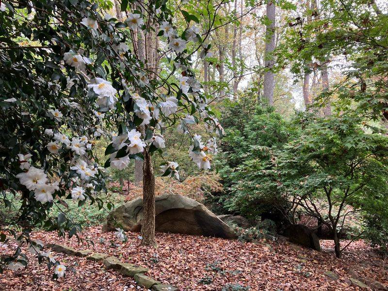 The White House's Secret Garden