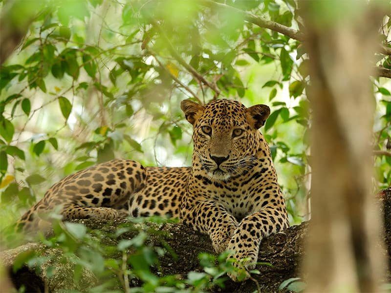 Sri Lanka: The Enigmatic Leopards of Yala