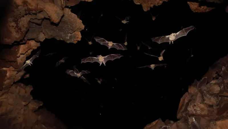 Cave-Dwelling Bats