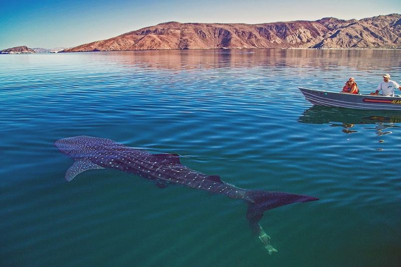 Bahía de los Ángeles