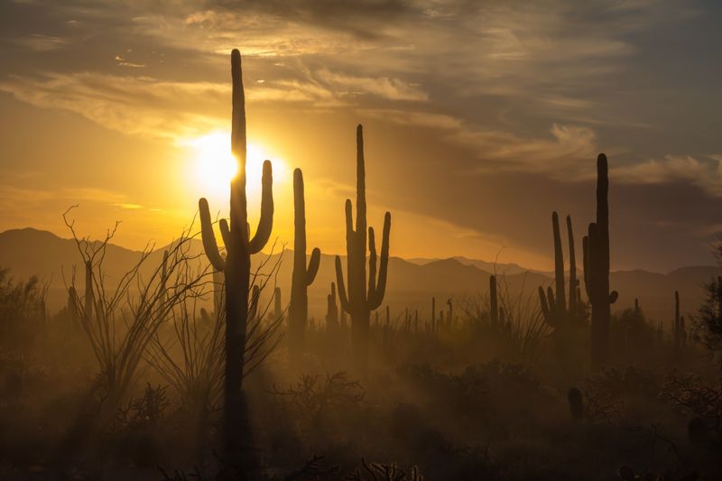 Saguaro National Park