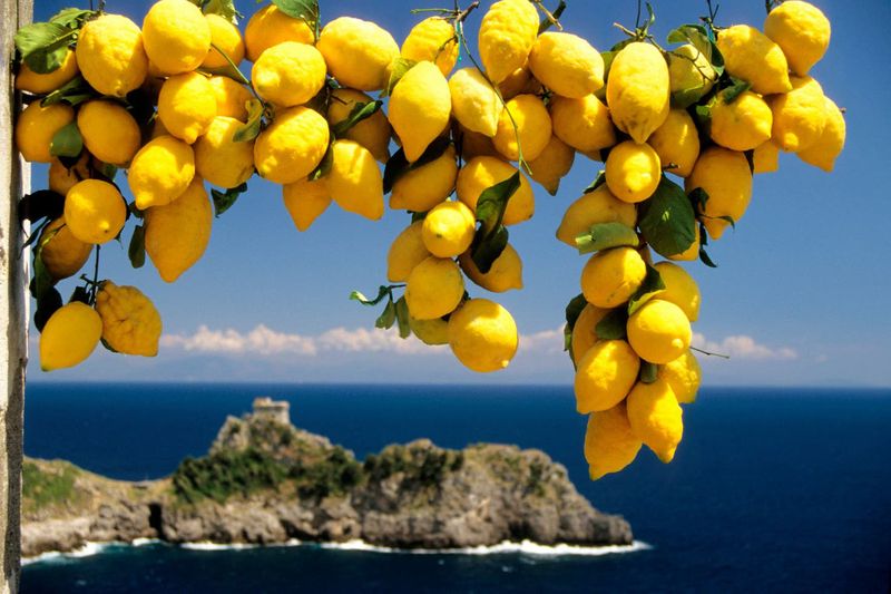 Italy's Lemon Harvest in Amalfi
