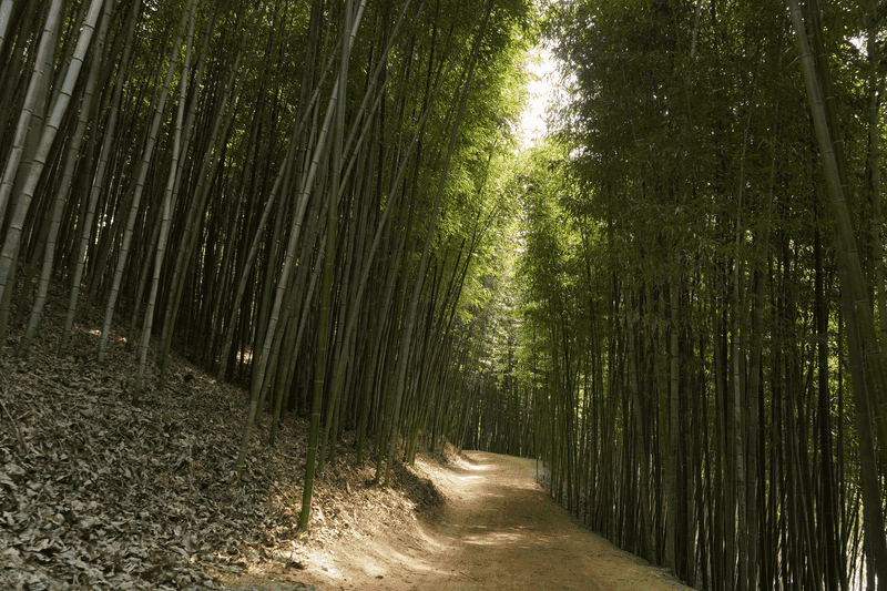 Damyang Bamboo Forest