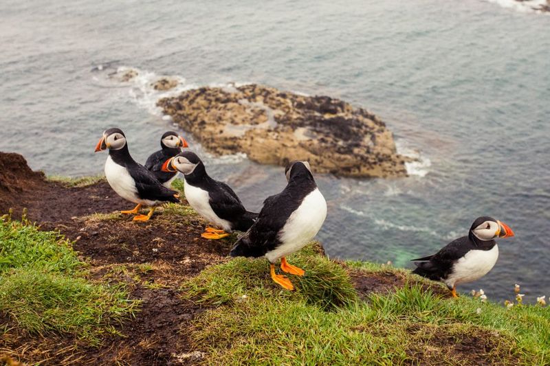 Exploring Island Wildlife