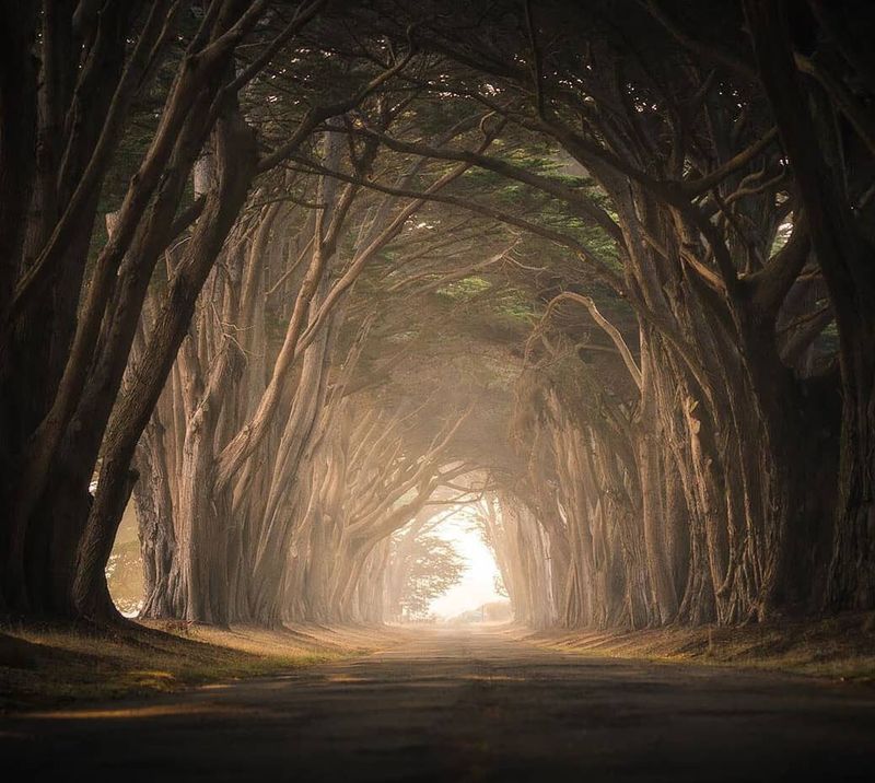 Cypress Tree Tunnel