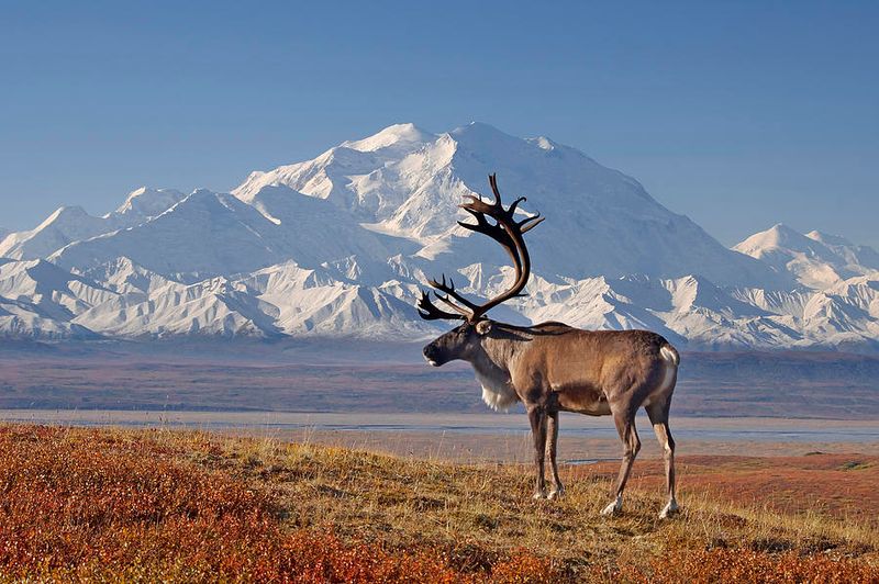Denali National Park