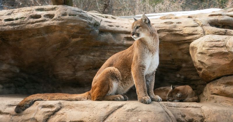 Colorado - Cheyenne Mountain Zoo