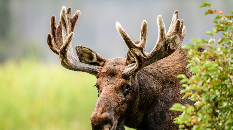 Isle Royale National Park, Michigan