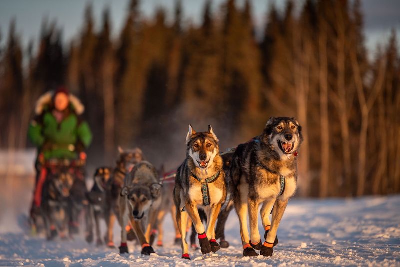 Dog Sledding in the Alaskan Wilderness