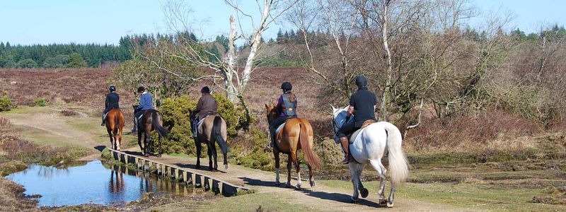 Horse Riding in the New Forest
