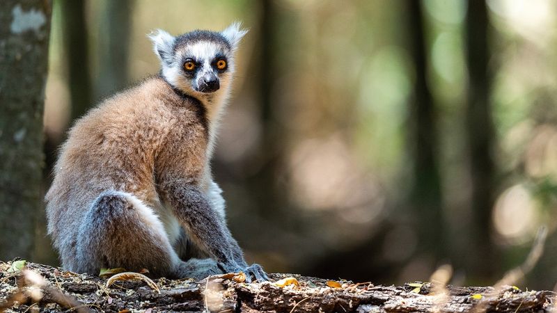 Madagascar