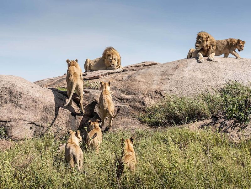 South Africa: The Majestic Lions