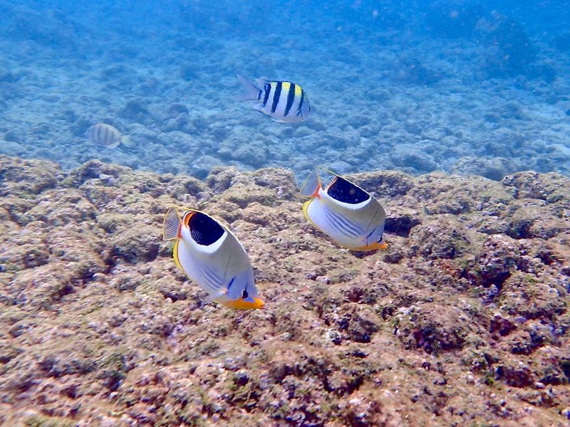 Poipu Beach Snorkeling