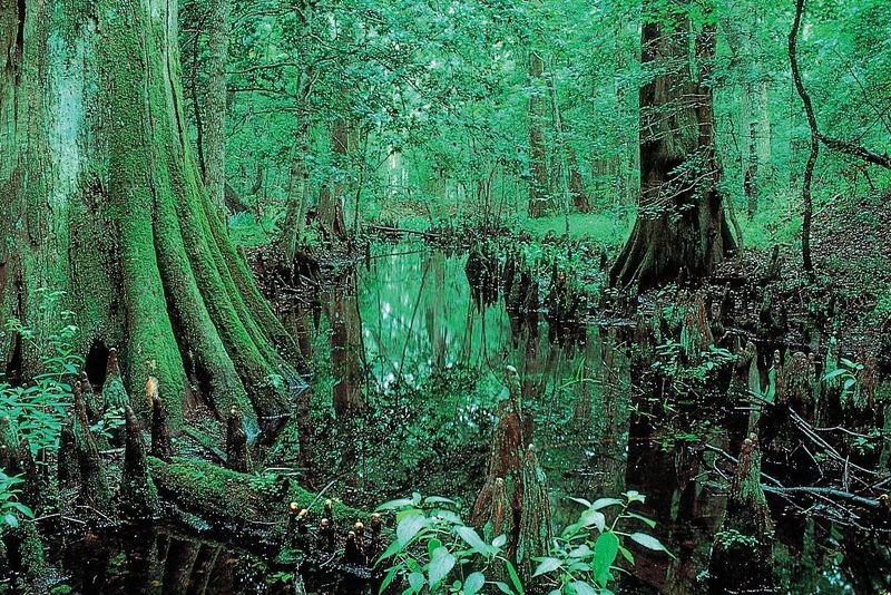 Congaree National Park
