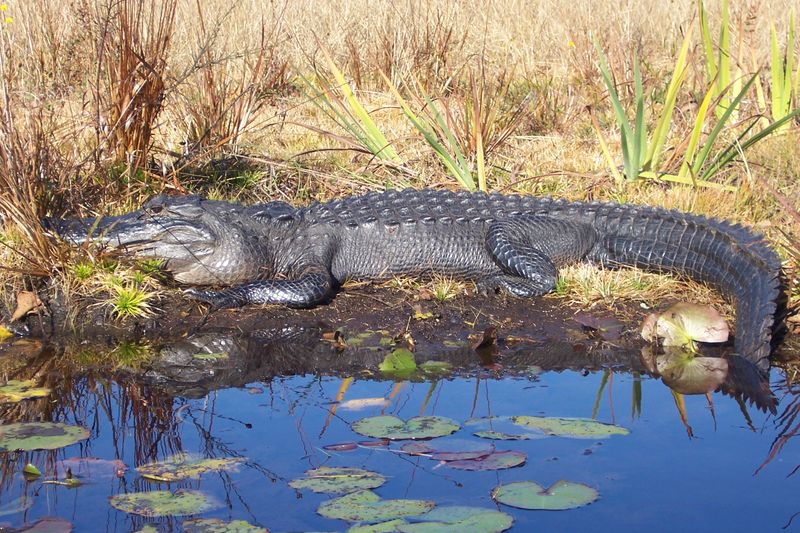 Okefenokee Swamp, Georgia