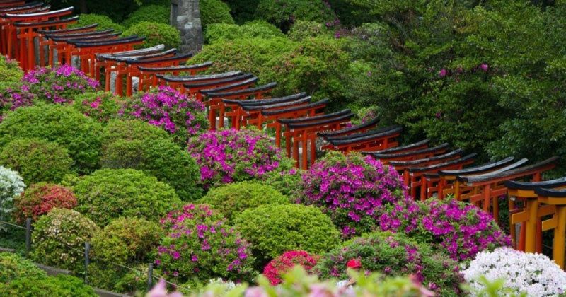 Nezu Shrine and Azalea Festival