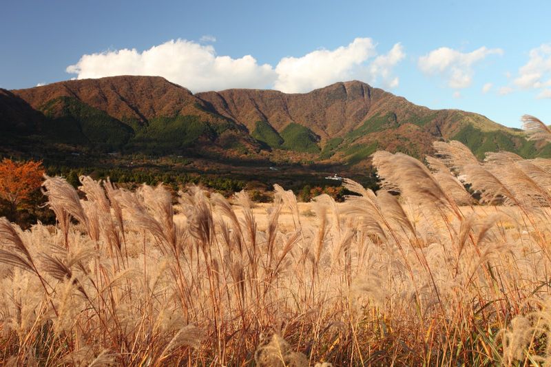Sengokuhara Pampas Grass Fields