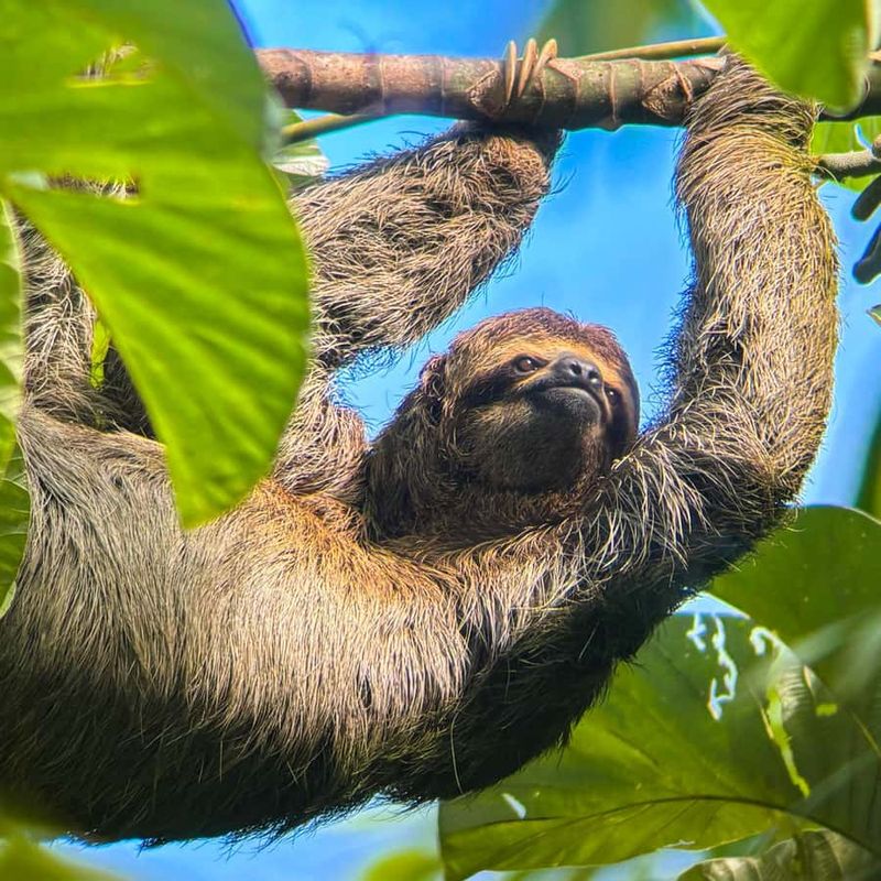 Manuel Antonio
