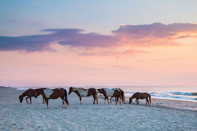 Assateague Island, Maryland/Virginia