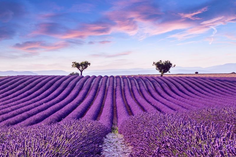 The Lavender Fields of Provence, France