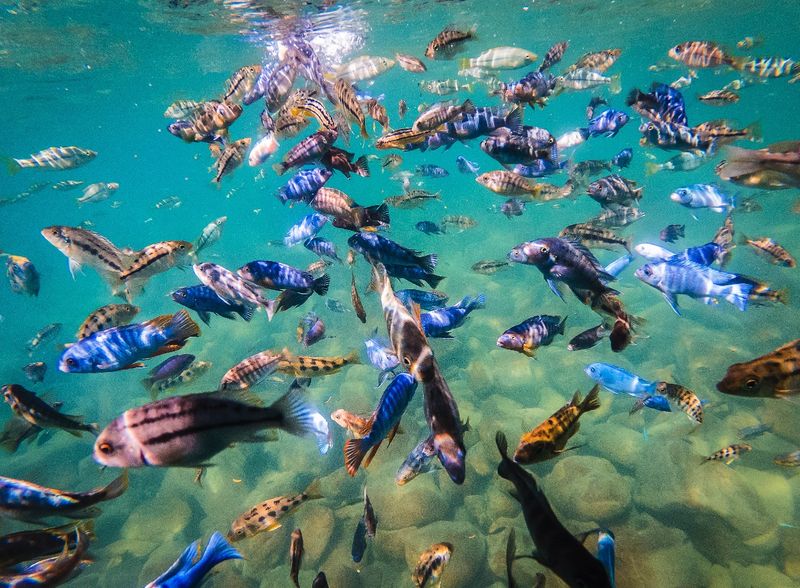 Lake Malawi