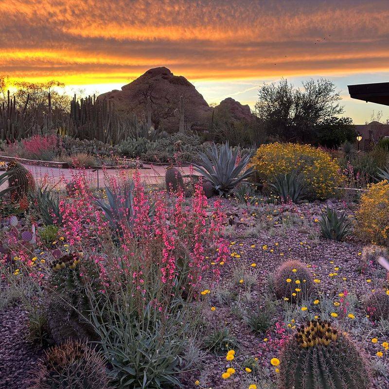 Desert Botanical Garden