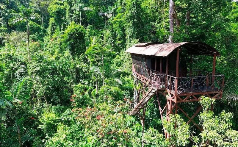 Rainforest Canopy Oasis