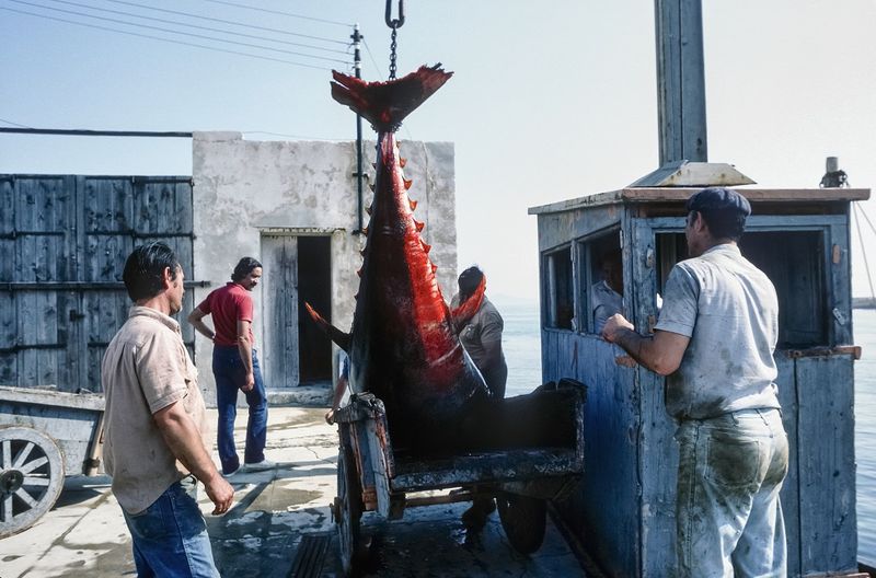 Favignana's Tuna Tradition