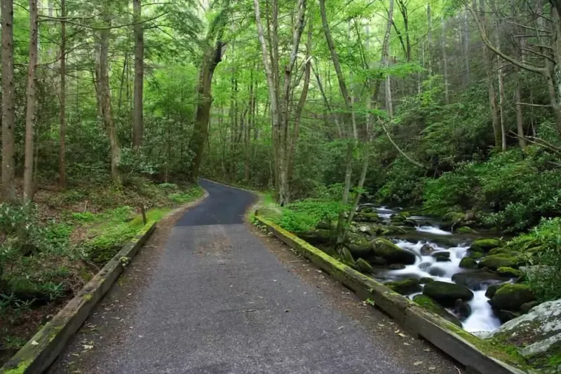 Roaring Fork Motor Nature Trail: Wilderness Drive