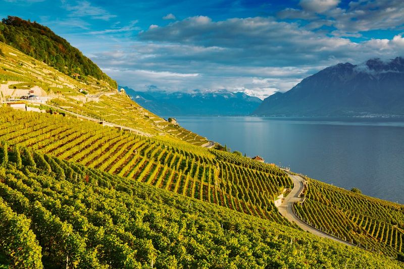The Lavaux Vineyards