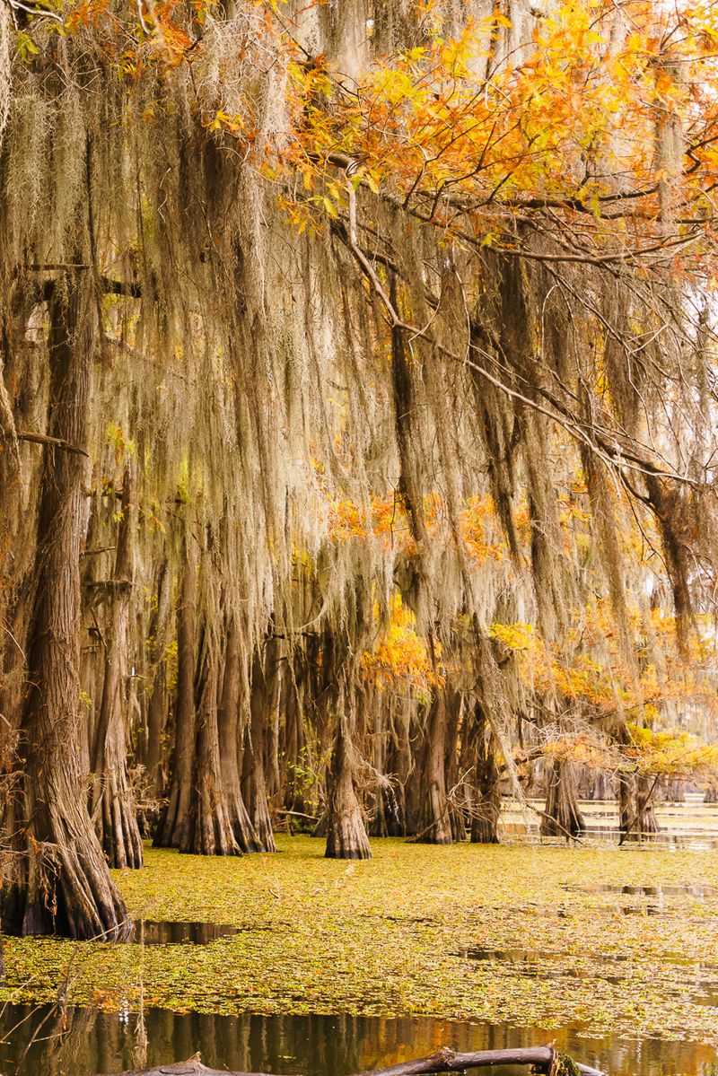 Caddo Lake, Texas