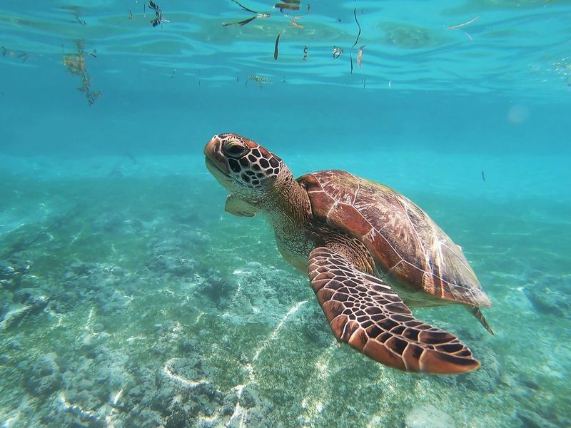 Thriving Wildlife
