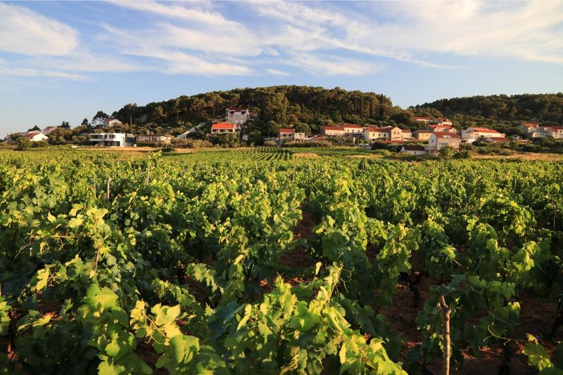Quietude in Korčula's Vineyards