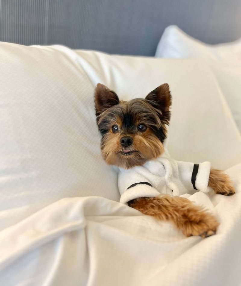 Read Reviews from Pet Owners
