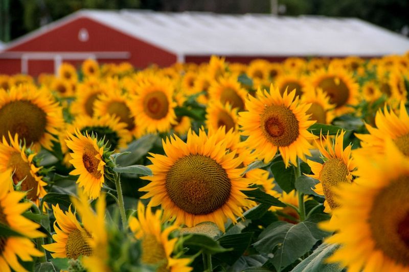 Kansas: Sunflower State Serenity
