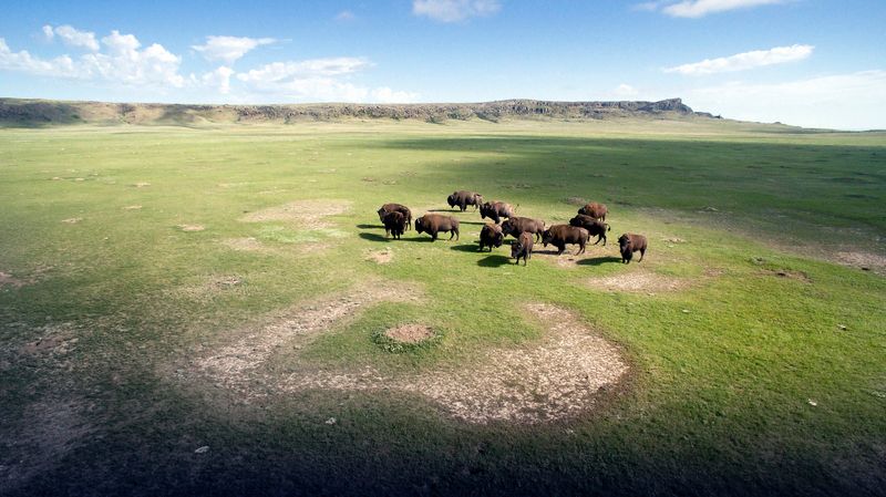Montana's Bison Herds